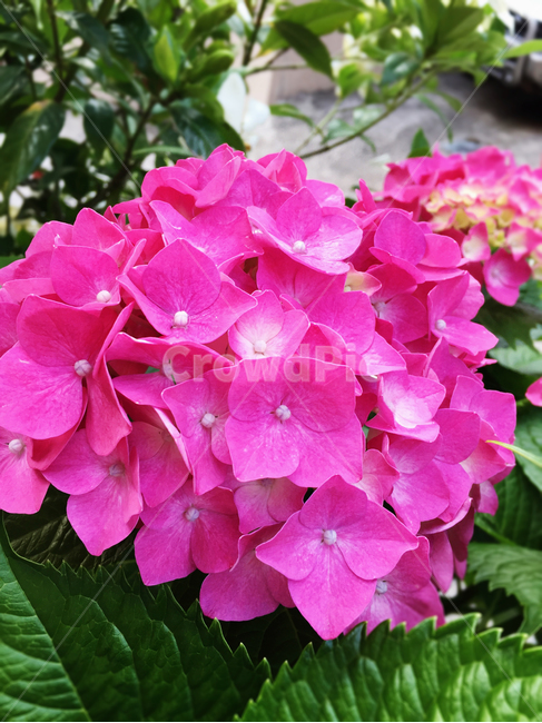 식물,꽃,여름꽃,수국,분홍수국,식물,자연,plants,nature,꽃,flower