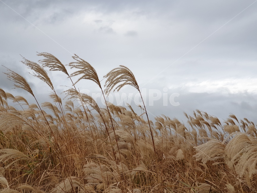 가을,배경,풍경,갈대,갈대밭,reed