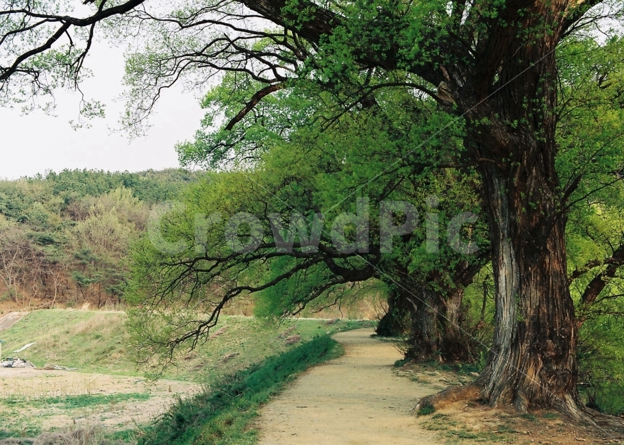 반곡지,수양버드나무,수양버들,수양버들나무,경산반곡지,자연,풍경,nature,landscape,tree,나무,plant,식물,tree trunk,나무 줄기,outdoors,옥외