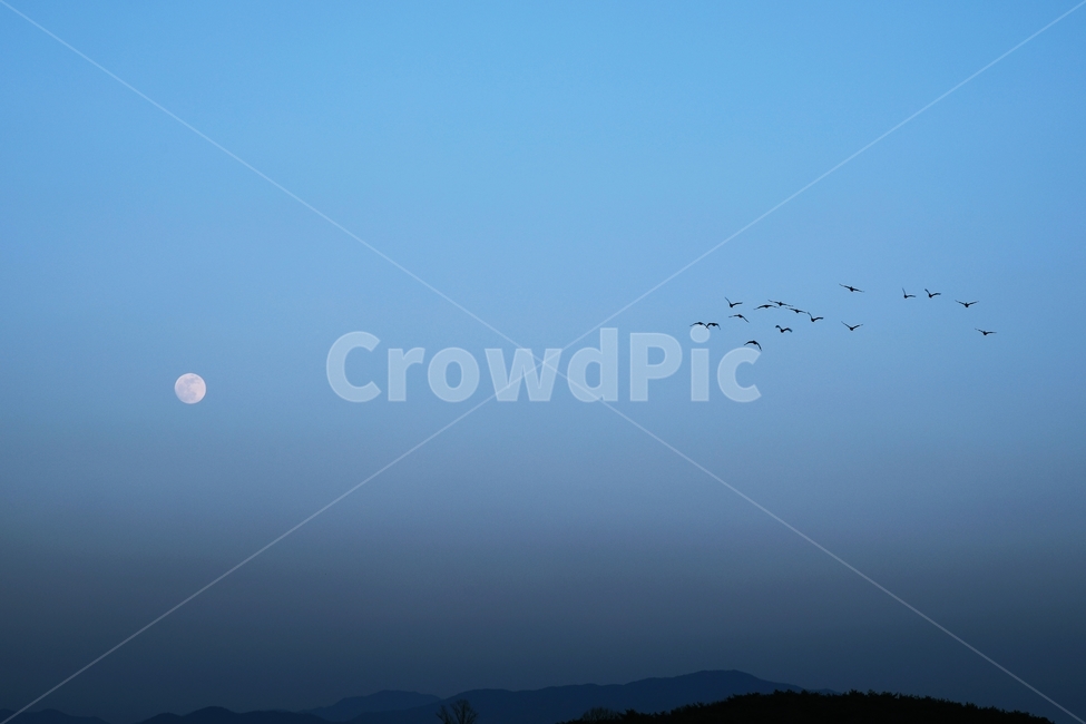 새,동물,기러기,철새,달,생태사진,생태,자연,animal,bird,nature,wild,wildlife,moon,주남저수지,창원,창원시,겨울철새