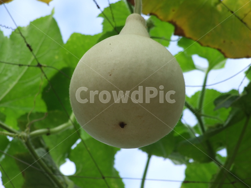 식물,열매,조롱박,여름식물,박,식물,자연,plants,nature,과일,열매,fruit