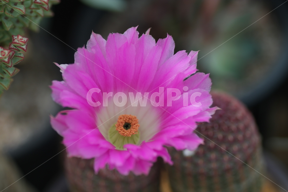 꽃,자태양,자태양꽃,선인장꽃,다육식물꽃,식물,자연,plants,nature,꽃,flower