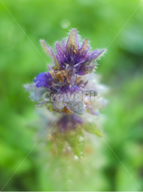 꽃,flower,봄,초원,야생화,하늘,들꽃,들판,흰꽃,파란하늘,하얀꽃,파란꽃,붉은꽃,녹색,그린,green,whiteflower,bluesky,sky,blueflower,field,purple,꽃들,조지아,wildflower,식물,자연,plants,nature,꽃,flower