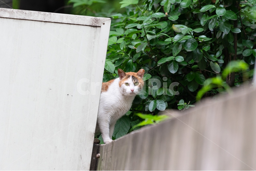 고양이,cat,길냥이,동물,야옹이,animal,동물,animal,포유류,mammal,고양이,cat,kitten,kitty