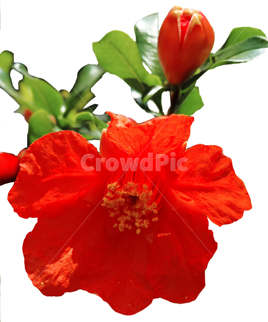 plant,식물,꽃,flower,석류꽃