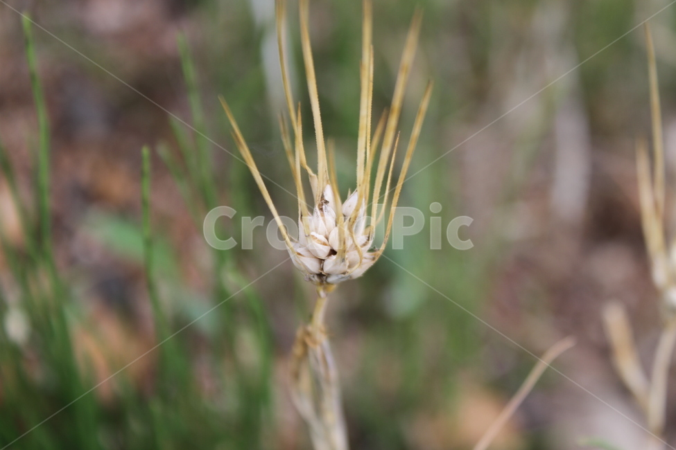 밀,이싹,식물,곡식,소맥,wheat,곡류,곡식,cereals