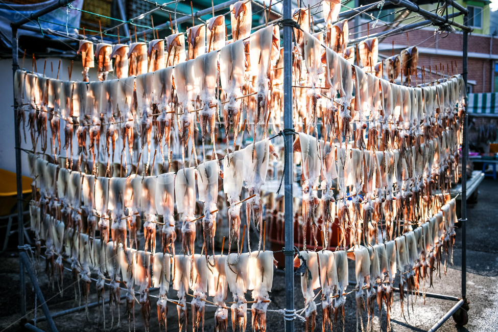 해물,해산물,오징어,덕장,건조,해풍,강원도,어업,fishery,fishing industry