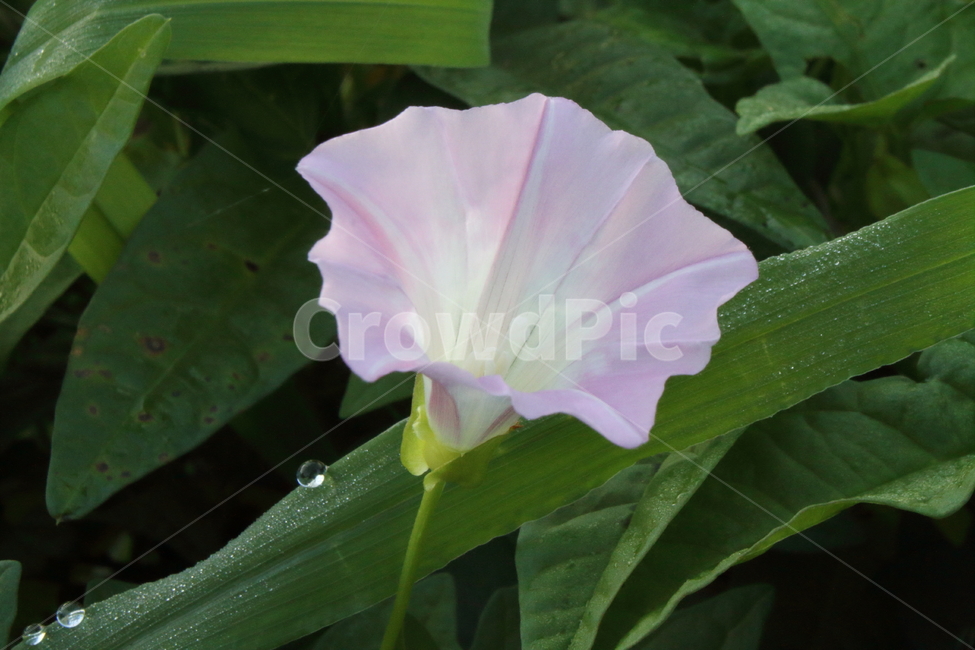 나팔꽃,꽃,식물,야생화,morningglory,식물,자연,plants,nature,꽃,flower
