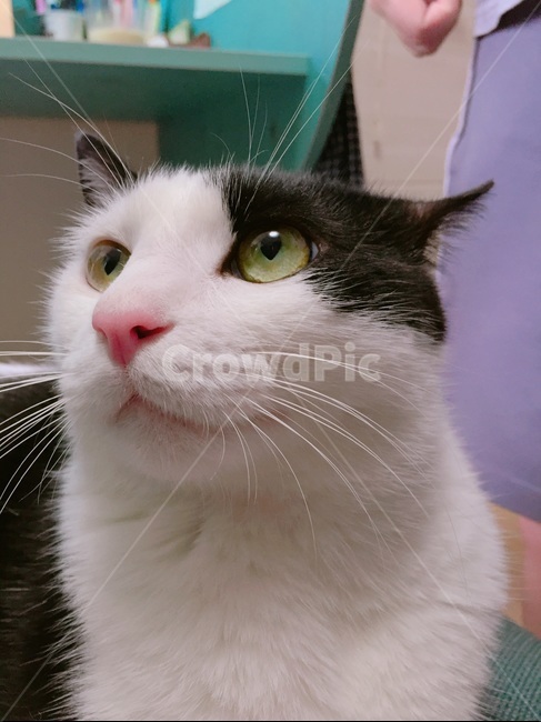 코숏,고양이귀,고양이코,고양이얼굴,고양이수염,집냥이,개냥이,고양이눈썹,고양이옆모습,고양이눈,고양이가슴털