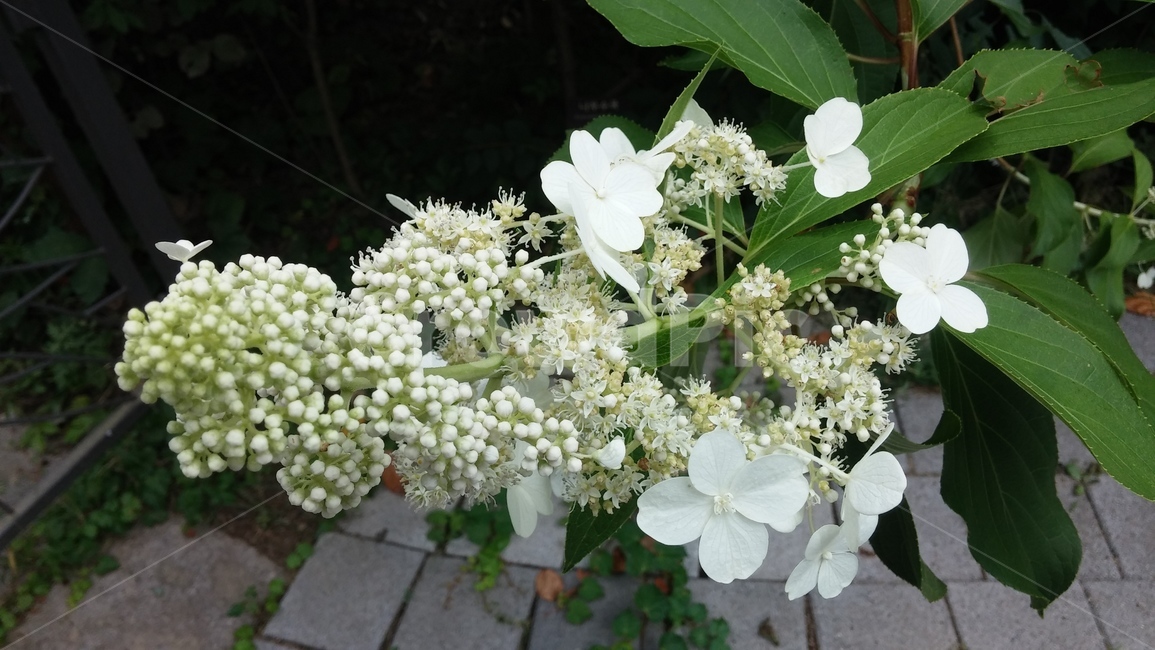 꽃,나무,돌,나비,벌,공원,숲,식물,자연,plants,nature,꽃,flower