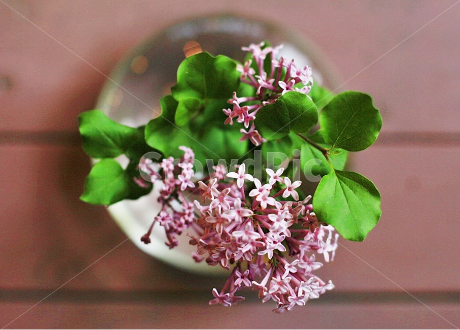 미스김라일락,원주허브팜,허브팜,허브,라일락,식물,자연,plants,nature,꽃,flower,실내용화초,화분,화초,house plant