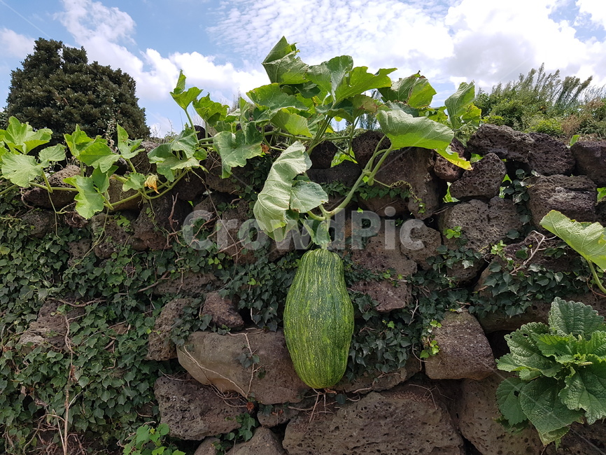호박,돌담길,돌담길호박,시골풍경,산책,올레길,식물,자연,plants,nature,채소,야채,vegetables