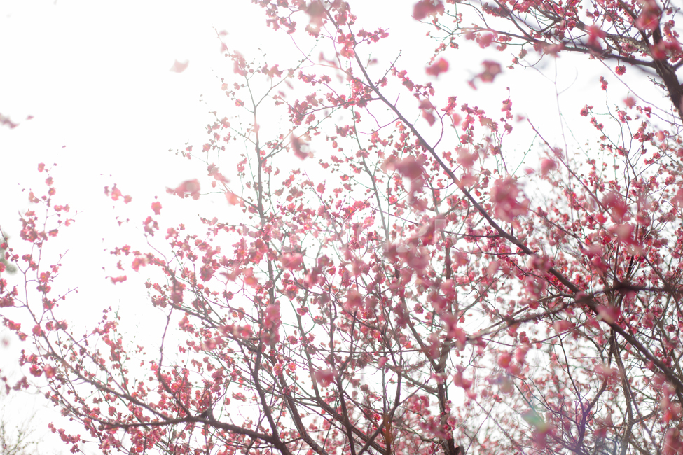 홍매화,중외공원,매화,매화꽃,봄꽃,분홍꽃,봄,계절,spring,season,식물,자연,plants,nature,꽃,flower,plant,blossom,cherry blossom,벚꽃