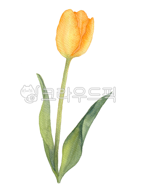 튤립,튜울립,투울립,꽃,봄,봄꽃,플로랄,플로랄디자인,꽃그림,꽃일러스트,일러스트,튜울립그림,튜울립일러스트,수채화,손그림,꽃잎,보태니컬,식물,tulip,flower,petal,leaf,floral,floraldesign,flowerillust,tulipillust,tulipdrawing,illustration,drawing,watercolor,flowerdrawing,botanical,spring,plant,yellow,노랑