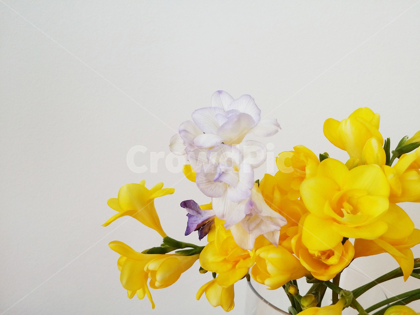 spring,blossom,plant,yellow flower,vase,furiziaflowers,freesia,flower