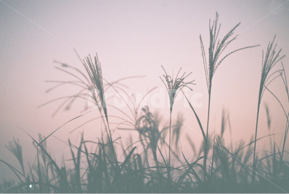 가을,갈대밭,하늘공원,노을,여운,휴식,분위기,plant,식물,grass,잔디,reed,갈대
