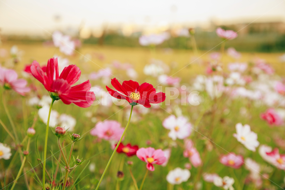 코스모스,꽃,자연,식물,가을,아름다운,commoncosmos,가을,계절,fall,autumn,season,식물,자연,plants,nature,꽃,flower,plant