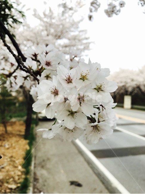 벚꽃,봄,팔공산,꽃,흰꽃