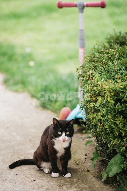 고양이,캣,냥냥이,길고양이,삼색이,치즈냥,냥,cat,동물,동물,animal,포유류,mammal,고양이,cat,kitten,kitty