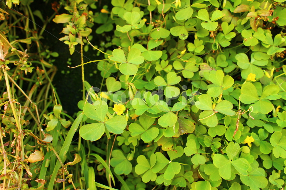집근처풀,세잎클로버,노란꽃,꽃,풀꽃,식물,자연,plants,nature