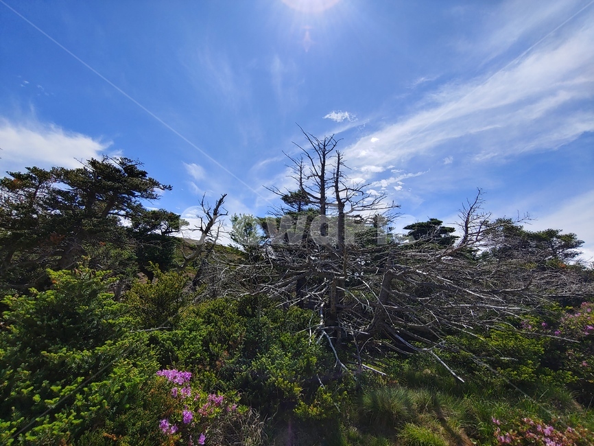 하늘,산,구름,들판,등산로,mountain,sky,clouds,green,초록,등산,한라산,배경