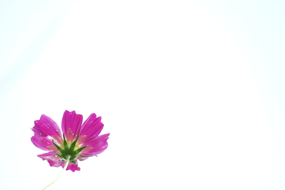 plant,식물,flower,꽃,petal,꽃잎,코스모스,가을,계절,fall,autumn,season,꽃,flower