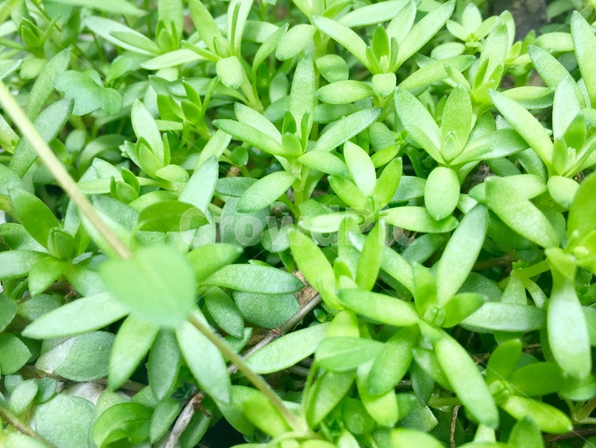 잎,식물,봄,새싹,plant