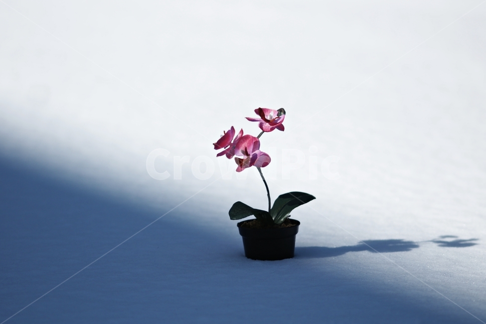 겨울,눈밭,감성사진,snow,오브제,겨울,계절,winter,season,식물,자연,plants,nature,꽃,flower,실내용화초,화분,화초,house plant,감성,sensible,feeling