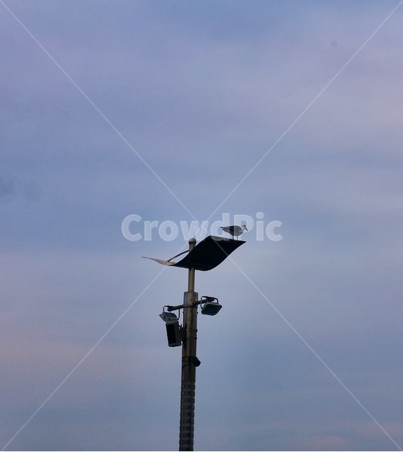 갈매기,하늘,전봇대,새,항구