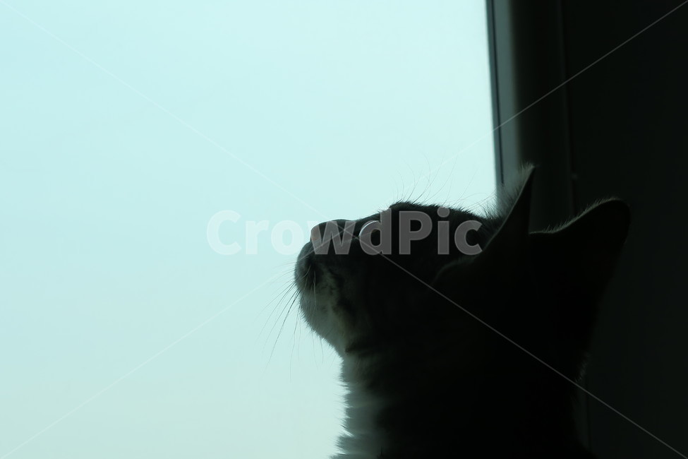 고양이,반려동물,길고양이,감성사진,옆모습,길냥이,유기묘,귀여움,사랑스러움,동물,포유류,흰색,cat,animal,mammal,kitten,kitty,cute,lovely,역광,하늘,동물,animal,포유류,mammal,고양이,cat,kitten,kitty