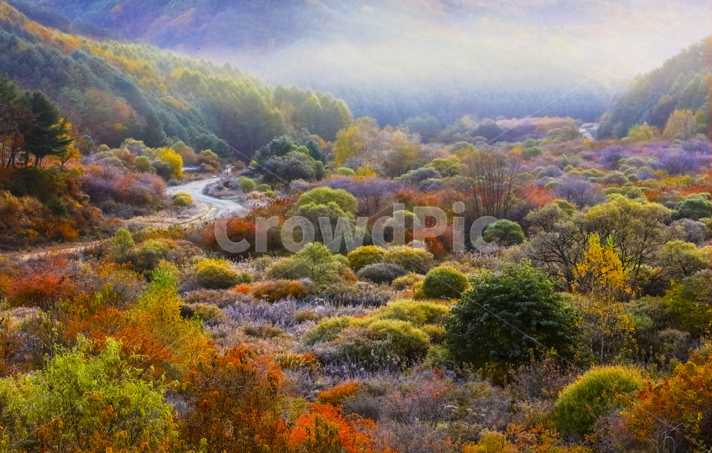자연,풍경,계절,가을,단풍,단풍철,추경,만추,공원,정원,비밀의정원,시크릿,시크릿공원,울긋불긋,안개,새벽,빛,햇빛,운해,길,오솔길,산,painting,그림,nature,outdoors,옥외,scenery,landscape,경치,가을,계절,fall,autumn,season,자연,풍경,nature,landscape,한국자연풍경,한국자연경관,korea nature landscape,art,미술,wilderness,황야
