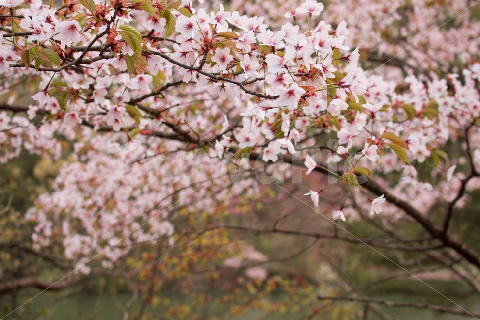 봄날,벛꽃,따뜻함,저수지,봄,식물,자연,plants,nature,봄,계절,spring,season,꽃,flower,plant,blossom