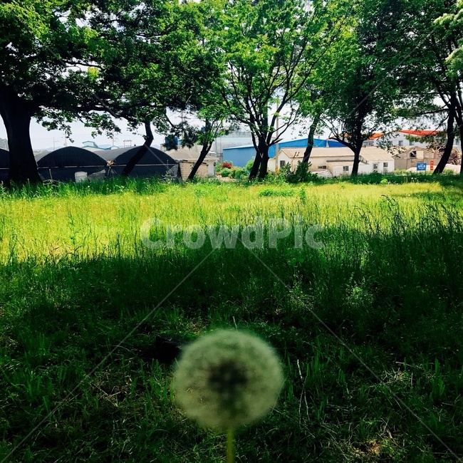 민들레,민들레씨,자연,풍경,평화,꽃
