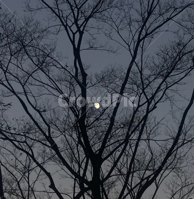 겨울,달,나무,풍경,밤