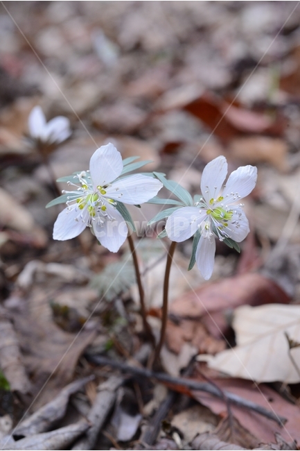 봄,꽃,자연,nature,클로즈업,closeup,spring,flower,바람꽃,야생화,봄,계절,spring,season,식물,자연,plants,nature,꽃,flower,plant,blossom