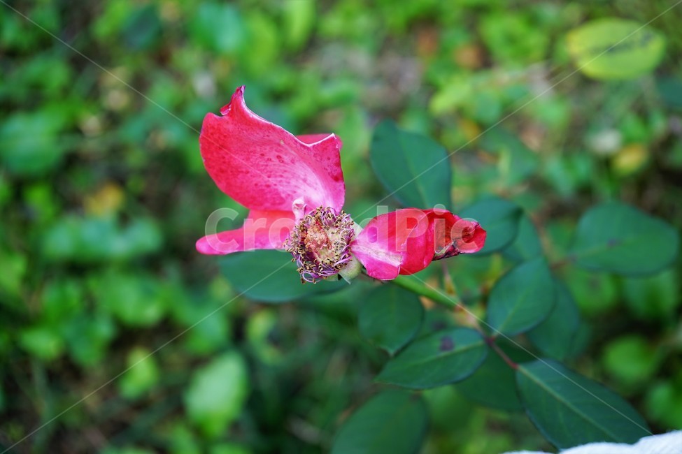 장미,꽃잎,암술,식물,flower,blossom,plant,꽃,petal,쓸쓸함,정열,북은색,가시,늦가을,향기,아름다움,rose,thorn,red,autumn,smell,beautiful,beauty,붉은색,축제,정원,계절,배경화면,자연,감성,색상,색감,빨강,season,plants,nature,5월,여왕,꽃송이,이파리,식물,자연,plants,nature,꽃,flower