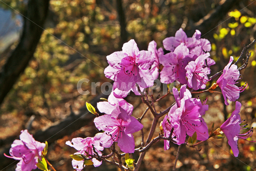 진달래,꽃,진달래꽃,koreanrosebay,쌍떡잎식물,식물,봄,계절,참꽃,두견화