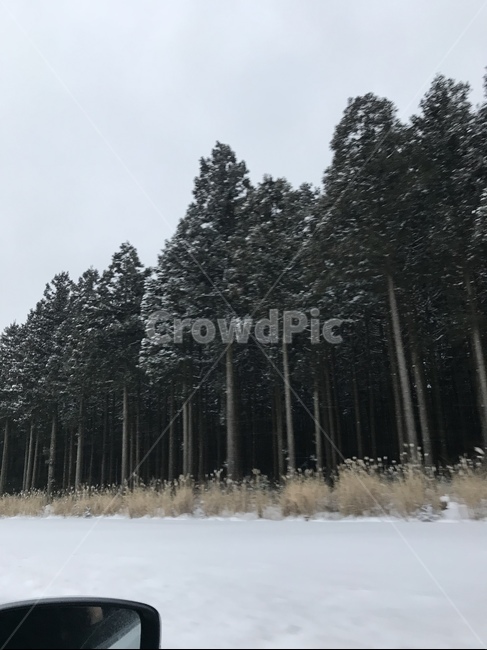 tree,나무,눈,폭설,날씨,풍경,겨울,계절,winter,season