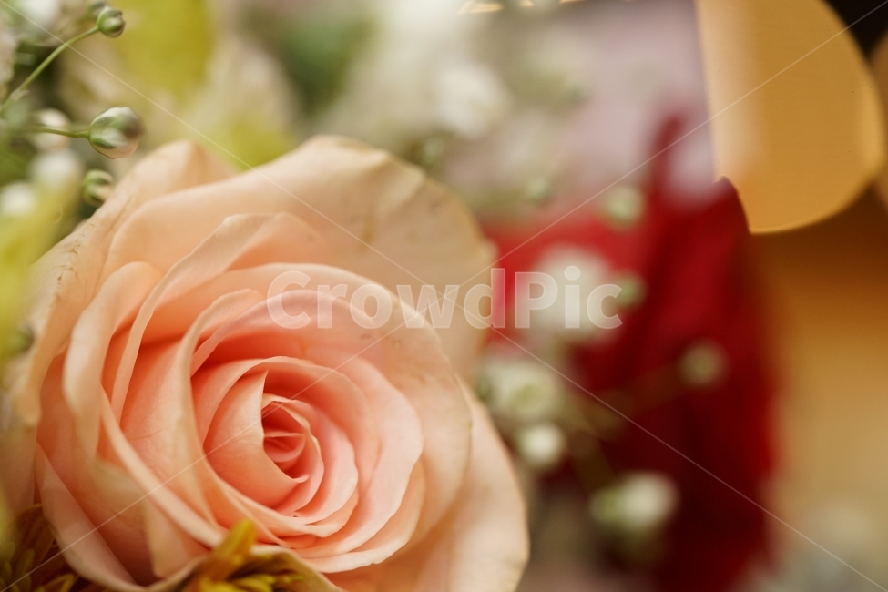 장미,꽃,플라워,flower,꽃다발,감성,감성샷,식물,생명,아름다움,뷰티,미,원색,색감,화려함,선물,감성사진,접사,느낌,감각,꽃,flower,감성,sensible,feeling