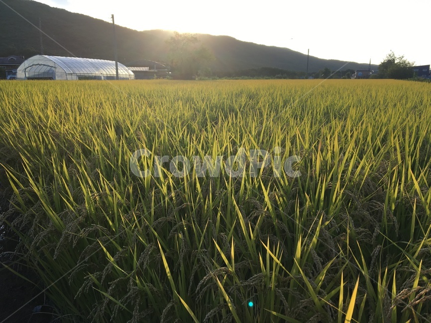 벼,광활한,식물,밭,논,초원,멋있는,넓은,비닐하우스,식량,field,들,풍경,배경