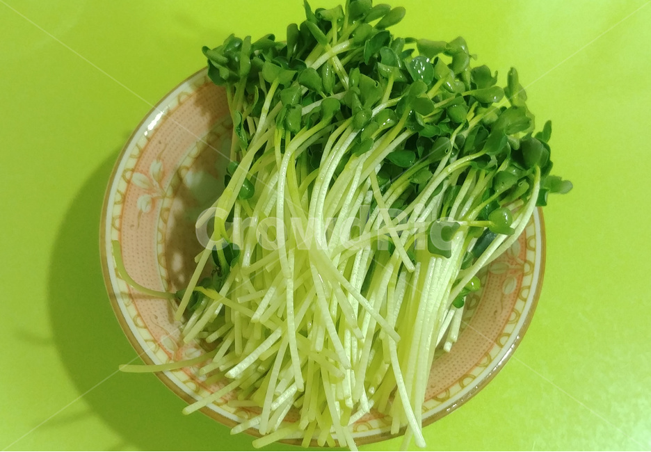 무순,채소,새싹채소,새싹,초록,음식,식재료,요리,food,cook,meal,dishes,food reserves,채소,야채,vegetables