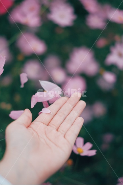 코스모스,가을,꽃,손,감성사진,꽃잎,가을,계절,fall,autumn,season,꽃,flower,사람,인물,인간,human,person,신체일부,몸,body,감성,sensible,feeling,petal,plant,식물,blossom
