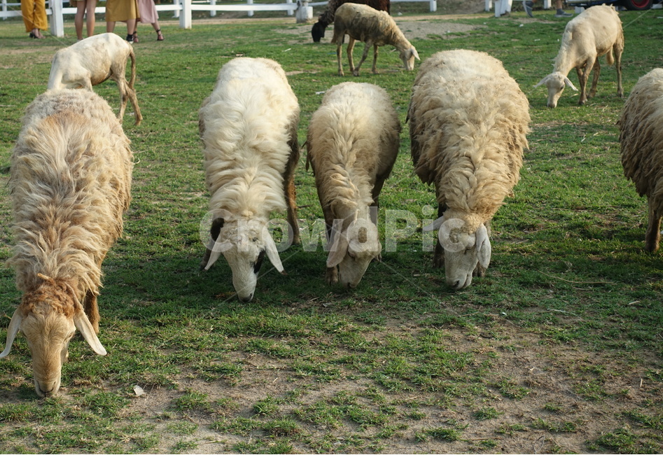 양떼,양떼목장,양치기,shepherding,shepherd,greenery,들판,greenfield,green,초록색,초록,그리너리,field,들,outdoors,옥외,grassland,nature,자연,pasture,목장,meadow,목초지,grazing,방목,farm,countryside,농촌,ranch,농장,animal,동물,양,sheep,포유류,mammal,eatingsheeps,eating,eat,동물,animal,포유류,mammal,목축업,목장,livestock farming,ranching,pasture