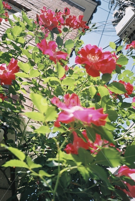 자연,감성,감성사진,장미,장미꽃,꽃,필름,필름카메라,필름사진,film,filmcamera,nature,rose,flower,plant,sensible,color,colorsensitivity,emotional,feeling