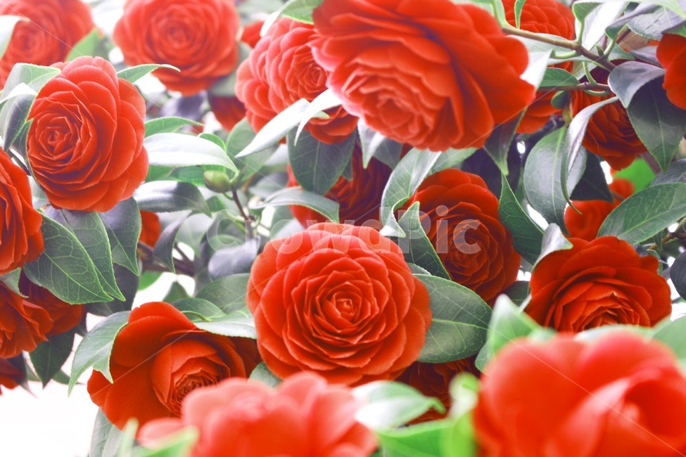 동백꽃,꽃,겨울,감성사진,자연,봄꽃,spring,flower,flowers,red,green,plant,식물,blossom,식물,자연,plants,nature,꽃,flower