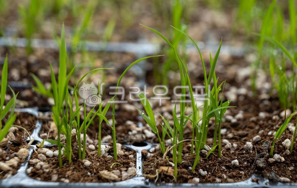 벼,새싹,볍씨,모,모내기,쌀,자연,봄,들판,성장,물,식물,초록,잎,농업,씨,농장,흙,food,음식
