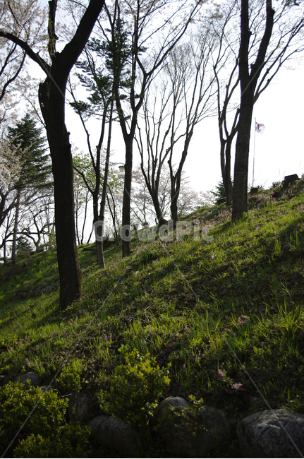 봄,나무,꽃,flower,식물,자연,풍경,nature,landscape,tree,plant,tree trunk,나무 줄기