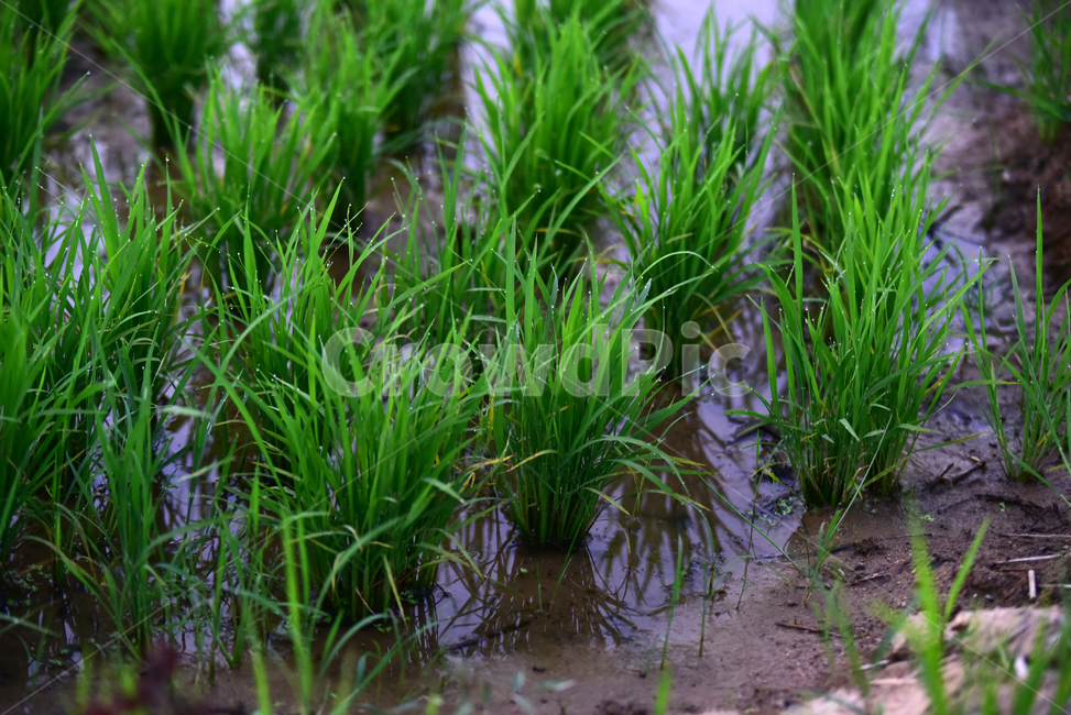 모,벼,논,논농사,벼농사,농사,재배,녹색,초록,농촌,시골,잘자란,village,rice,ricefield,farming,green,농업,농사,agriculture,farming,farming industry
