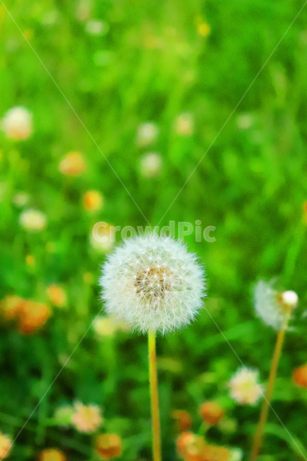 민들레,민들레씨,초록색,식물,자연,배경,바탕