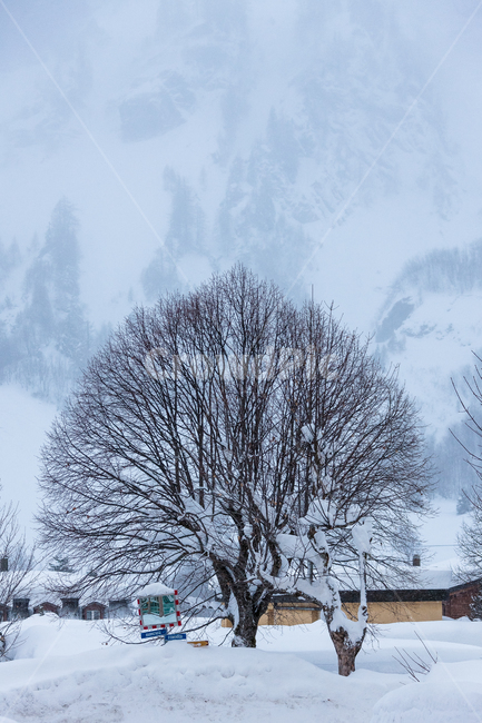 겨울,눈,스위스,날씨,나무,숲,얼음,경치,겨울,계절,winter,season,자연,풍경,nature,landscape,outdoors,옥외
